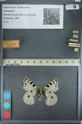 Media type: image;   Entomology 174327